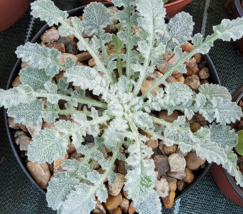 Campanula topaliana 4